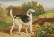 Ravager, one of the Lambton Hounds by James Ward