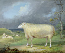 A Border Leicester Ewe von James Ward