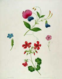 An illustration from 'A New Treatise on Flower Painting by George Brookshaw