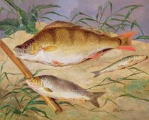 An Angler's Catch of Coarse Fish by D. the Younger Wolstenholme