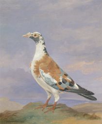 Grizzle Carrier Pigeon by D. the Younger Wolstenholme