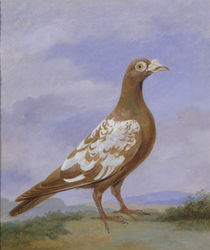 Red Pied Carrier Pigeon von D. the Younger Wolstenholme