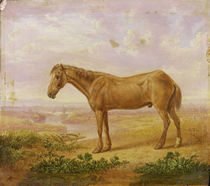 Old Billy, a Draught Horse by Charles Towne