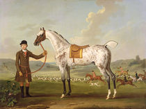 Scipio, Colonel Roche's Spotted Hunter by Thomas Spencer
