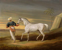 Signal, a grey Arab, with a Groom in the Desert by David of York Dalby