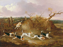 Beagles in Full Cry, 1845 by John Dalby