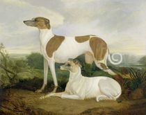 Two Greyhounds in a Landscape von Charles Hancock