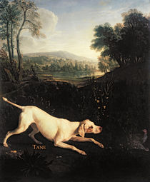 Louis XIV's Dog, Tane by Alexandre-Francois Desportes