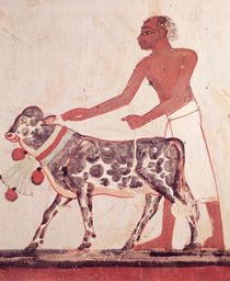 Peasant leading a cow to sacrifice von Egyptian 18th Dynasty