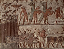 Harvesting papyrus and a group of cows von Egyptian 5th Dynasty