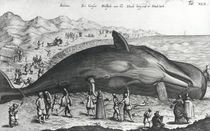 Dead whale by German School
