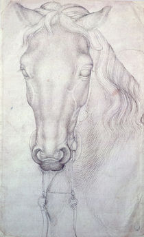 Head of a Horse by Antonio Pisanello