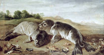 Two Young Seals on the Shore von Paul de Vos