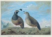 Male and Female Californian Partridge von J.R Prevost