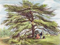 The Lebanon Cedar Tree in the Arboretum von George Ernest Papendiek