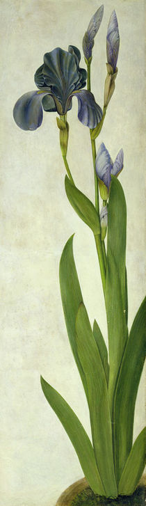 An Iris by Albrecht Dürer