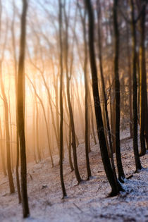 Misty Forest by Thomas Matzl