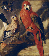 Macaw and Bullfinch by Flemish School