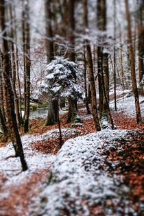 Winterlicher Waldweg am Flussufer von Thomas Matzl