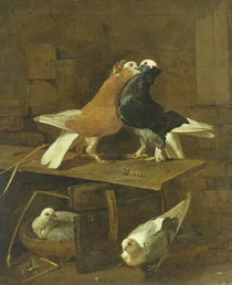 Pigeons von Jacomo Victors