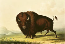 A Bison, c.1832 von George Catlin