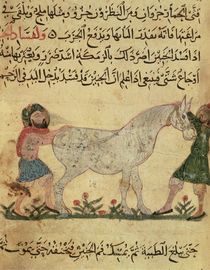 A veterinarian helping a mare to give birth by Islamic School