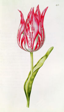 Tulip, from 'La Guirlande de Julie' von Nicolas Robert