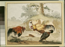 Cocks Fighting by Melchior de Hondecoeter