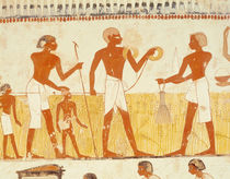 Measuring the land using rope by Egyptian 18th Dynasty