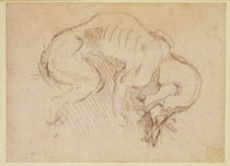Study of a dog von Michelangelo Buonarroti