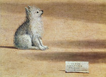 Vision of St. Augustine, detail of the dog by Vittore Carpaccio