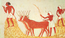 Using cows to trample wheat von Egyptian 18th Dynasty