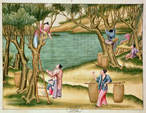 Collecting mulberries, from a book on the silk industry by Chinese School