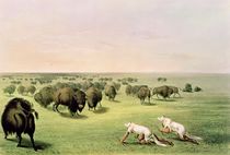 Hunting Buffalo Camouflaged with Wolf Skins von George Catlin