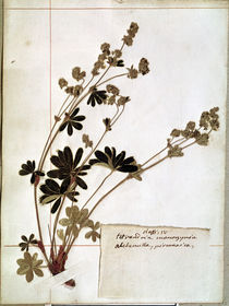 Alchemilla, from a Herbarium von Jean Jacques Rousseau