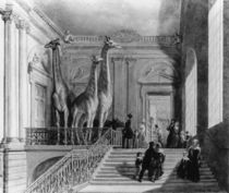 Giraffes on the staircase in the British Museum by George the Elder Scharf