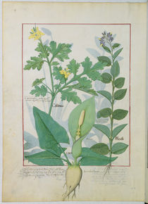 Ms Fr. Fv VI #1 fol.113v Greater Celandine or Poppy von Robinet Testard