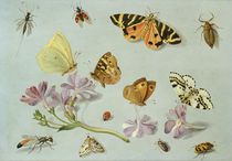 Butterflies, moths and other insects with a sprig of periwinkle von Jan van, the Elder Kessel