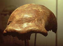 Cranium of a Neanderthal by Prehistoric