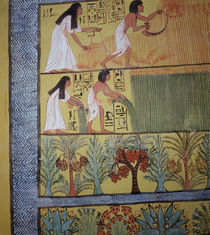 Detail of a harvest scene on the East Wall von Egyptian 19th Dynasty