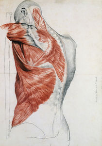 Human Anatomy; Muscles of the Torso and Shoulder by Pierre Jean David d'Angers