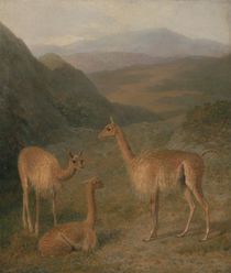 Vicunas, 1831 by Jacques Laurent Agasse