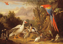 A Macaw, Ducks, Parrots and Other Birds in a Landscape by Jakob Bogdani or Bogdany
