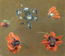 Poppies and Tradascanthus by Swiss School