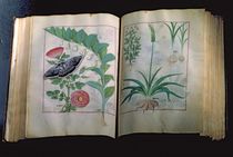 Ms Fr. Fv VI #1 Two pages depicting Rose and Garlic by Robinet Testard