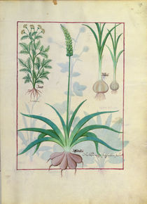 Ms Fr. Fv VI #1 fol.119r Garlic and other plants by Robinet Testard