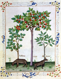 Ms Fr. Fv VI #1 fol.162r Hazelnut Bush and Cherry tree by Robinet Testard