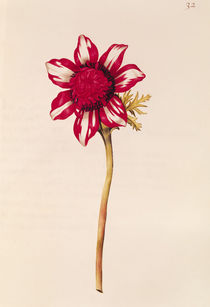 Anemone, from 'La Guirlande de Julie' von Nicolas Robert