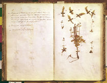 Page 24 from a Herbarium von Jean Jacques Rousseau
