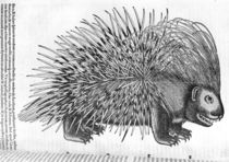 Porcupine, from 'Historia Animalium' by Conrad Gesner 1551 by French School